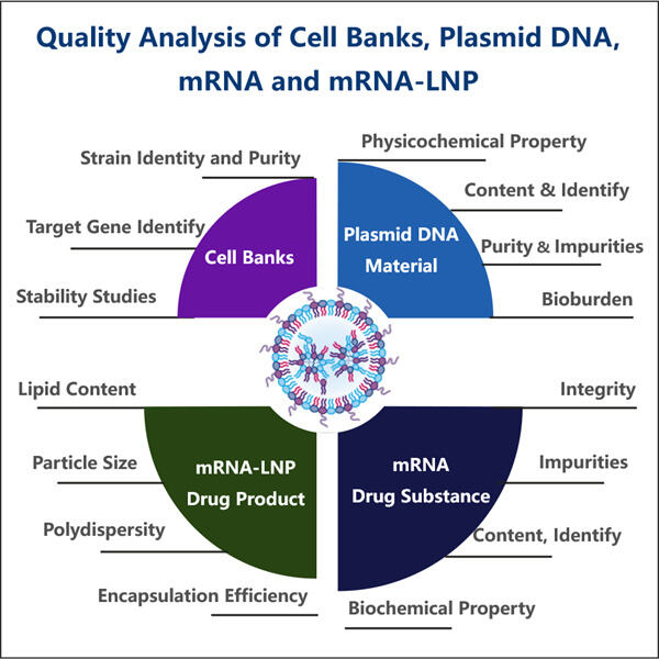 Key Players in mRNA Quality Control