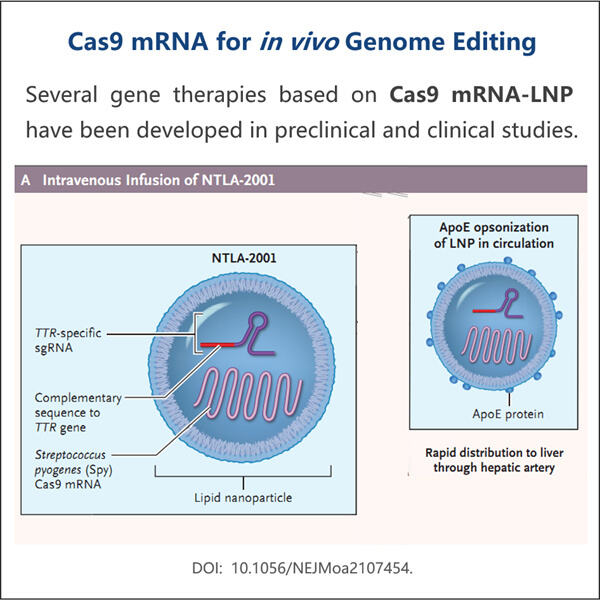 Unleashing the True Potential of Genome Editing with circRNA Technology