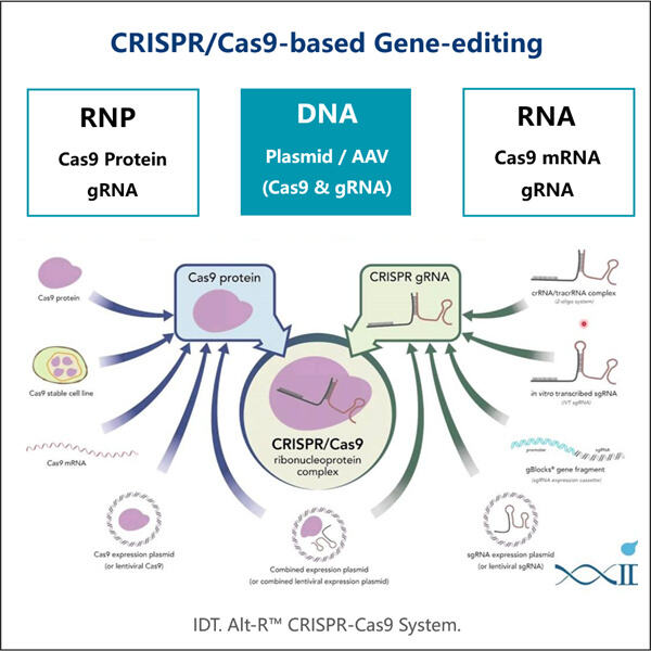 Transforming Precision Medicine with the Power of circRNA Gene-editing