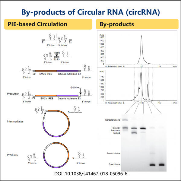 Maximizing Gene Expression with Highly Pure Custom circRNA