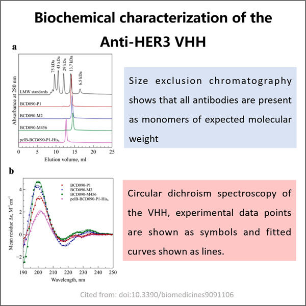 Meeting High Quality Standards with GMP Anti-HER3 VHH Production