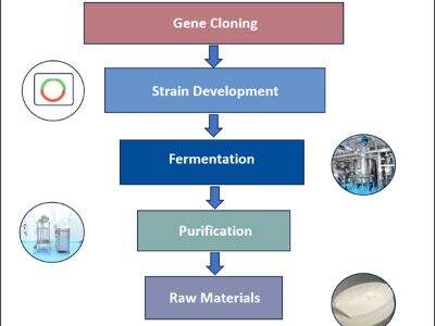 Recombinant Type III Collagen: A Key Ingredient in Tissue Regeneration