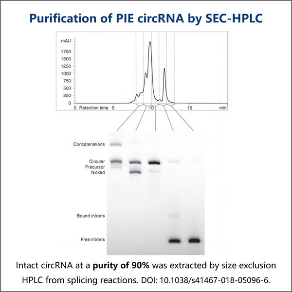 Tối đa hóa sản lượng circRNA bằng kỹ thuật tinh chế HPLC