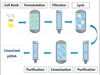 Choosing High-Quality mRNA Products: How Businesses Can Ensure Optimal Results