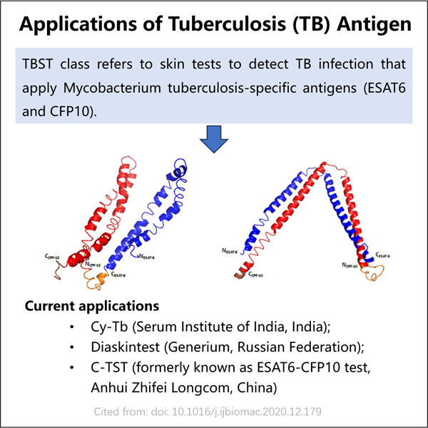 GMP Tuberculosis (TB) Antigen Production