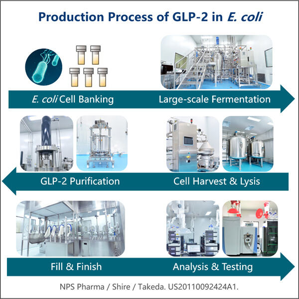 Innovations in Recombinant Protein Expression for GLP-2 Agonist Biomanufacturing