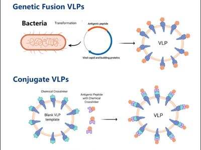 The Role of Recombinant Type III Collagen in Regenerative Medicine