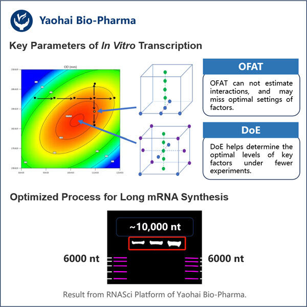 Ứng dụng và lợi thế của giao thức phiên mã in vitro cho RNA dài