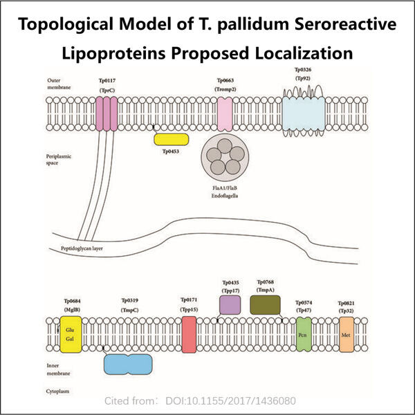 Achieving Quality Assurance in Treponemal Antigen Manufacture Through GMP