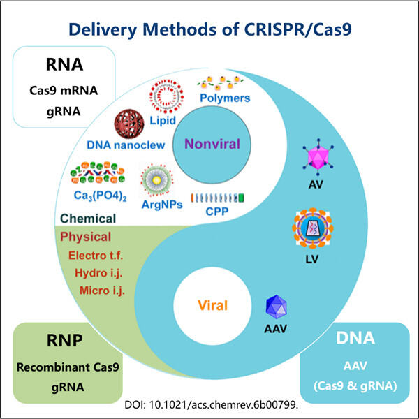 CRISPRCas9 mRNA- revolucionarni alat za liječenje genetskih poremećaja