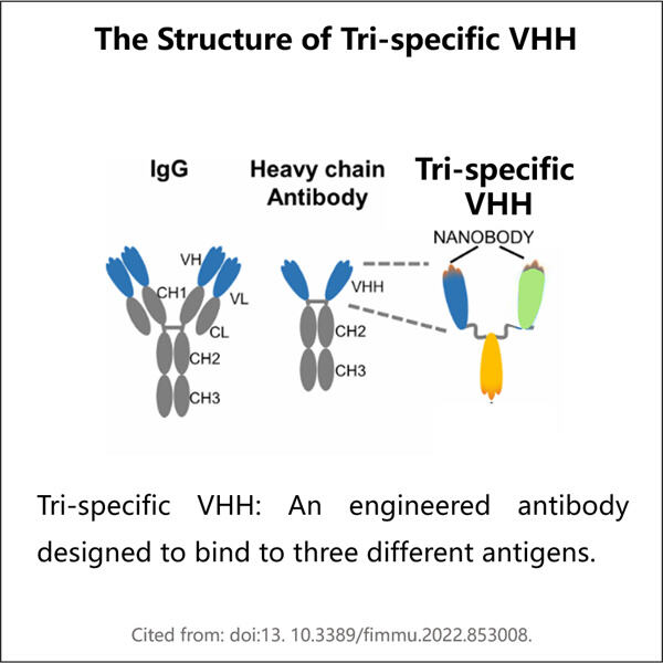 Optimisation de la production d'anticorps tri-spécifiques à usage thérapeutique