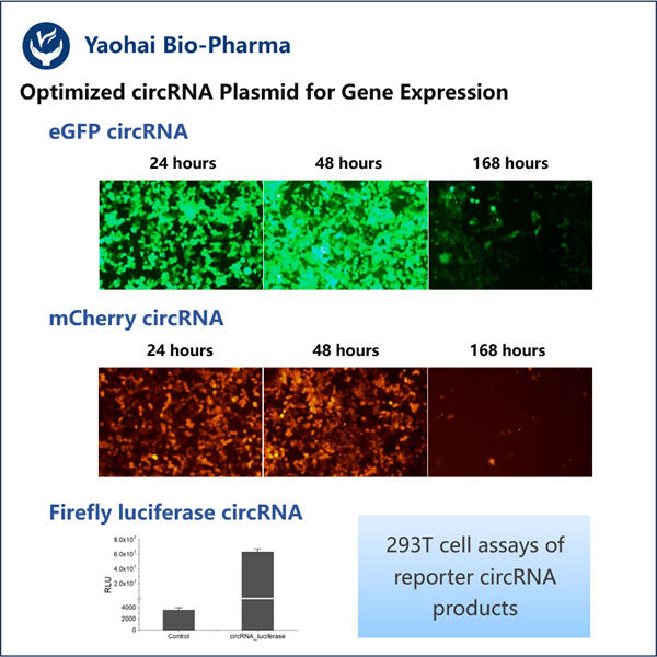 The Future of circRNA Plasmid Sequence Design in Biomedical Applications.