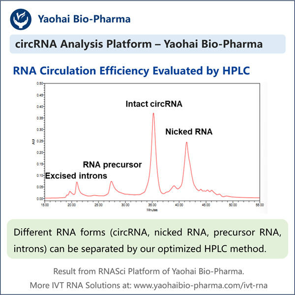 CircRNA-Teststrategien zur Frühdiagnose und Behandlung von Krankheiten