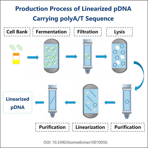 The Role of Fermentation in the Production of High-quality Poly-AT Plasmids