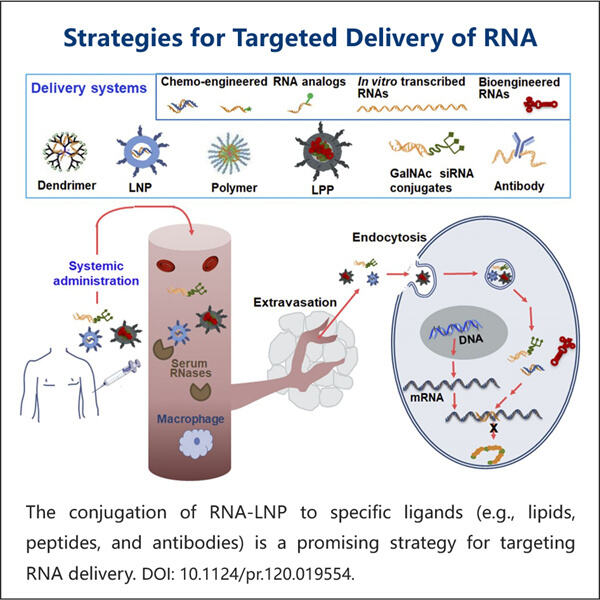 Progress in Cell-Targeting RNA-LNP Therapy