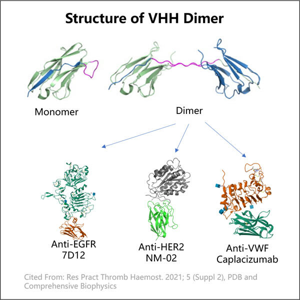 Optimierte VHH-Dimer-Herstellungsprozesse zur Erfüllung der Marktanforderungen