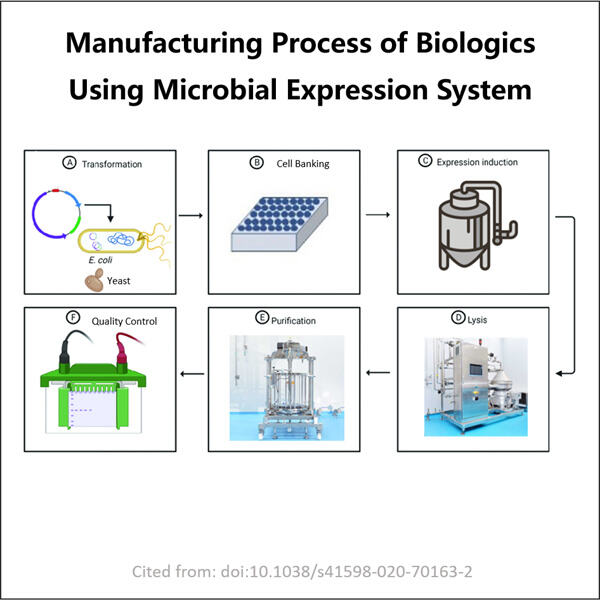 Semplificazione della bioelaborazione con sistemi di espressione microbica