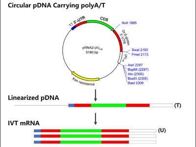 Why mRNA Technology is Essential for the Future of Biotechnology Businesses