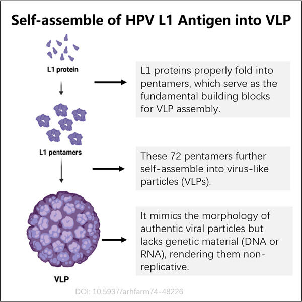 אסטרטגיות לייצור יעיל של אנטיגן HPV