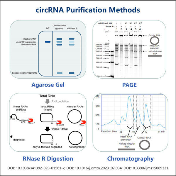 Ottimizzazione del flusso di lavoro per l'analisi del circRNA attraverso una purificazione e una quantificazione precise