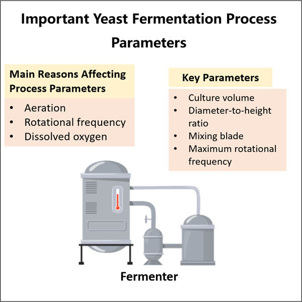 Le voyage de la fermentation de la levure