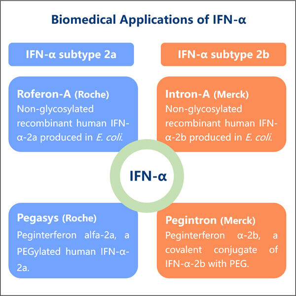 Naviguer dans les exigences réglementaires pour la production d'IFN-alpha