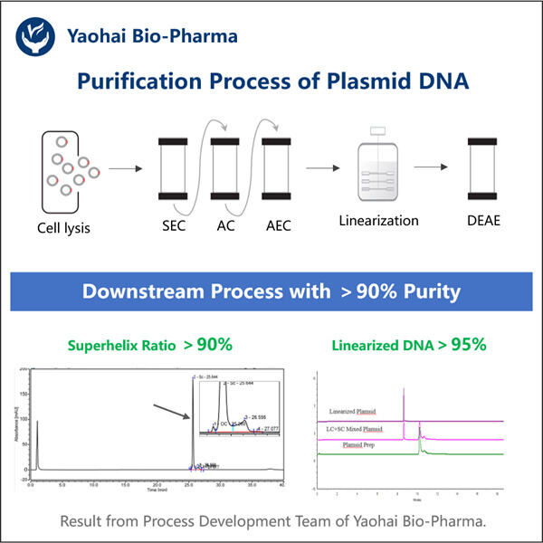 A Comprehensive Process for Poly-AT Plasmids.