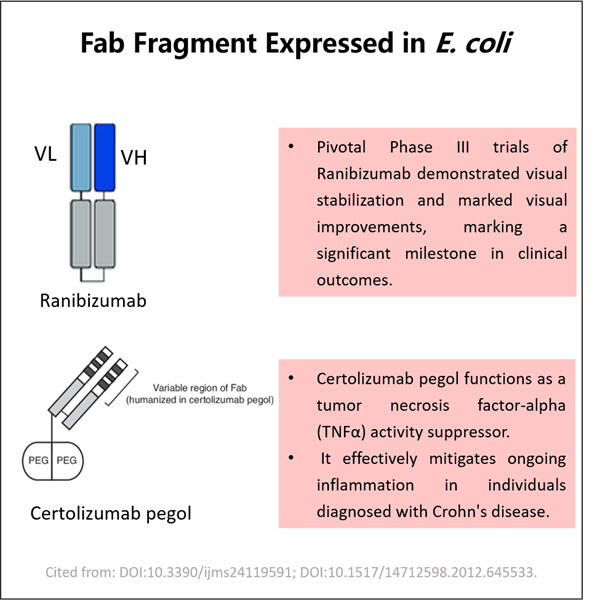 Innovationen bei der Charakterisierung und Qualitätskontrolle von Fab-Fragmenten