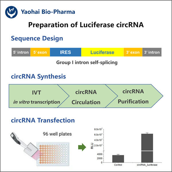 How Bioluminescent circRNA Works