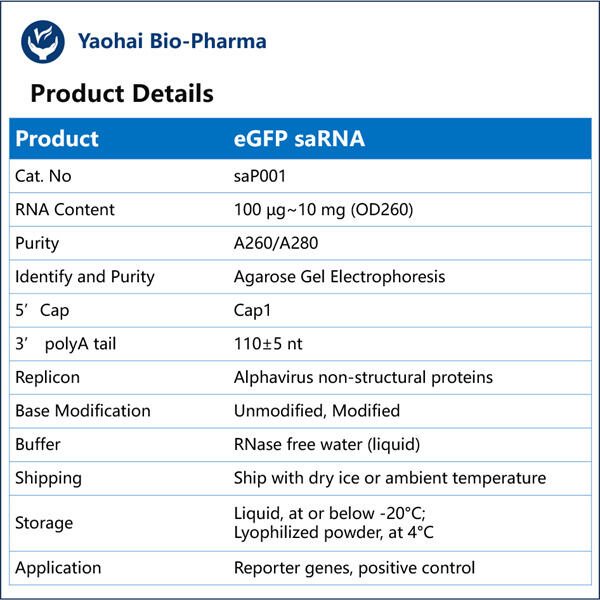 Green Fluorescent saRNA and Its Applications