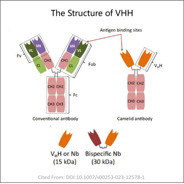 The Development of VHH Antibodies