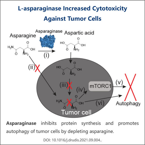 L-Asparaginase Manufacturing Techniques and Processes