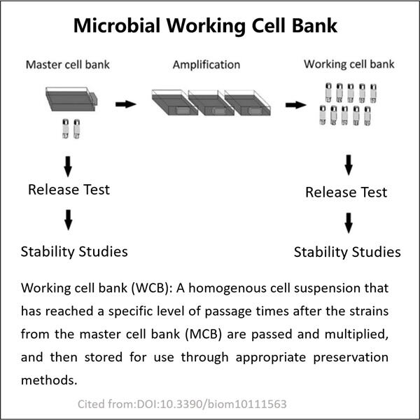 Beneficiile unei bănci de celule microbiene