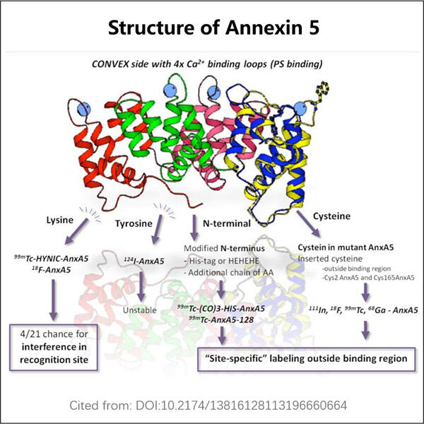 Cutting-Edge Techniques in Recombinant Annexin 5 Manufacturing