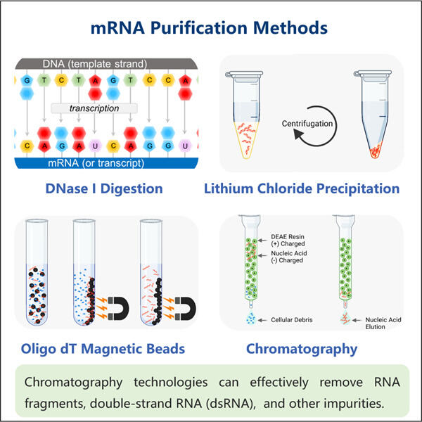 Advanced mRNA Synthesis for Personalized Medicine and Beyond