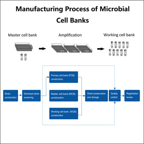 Considérations critiques dans la production de banques de cellules microbiennes