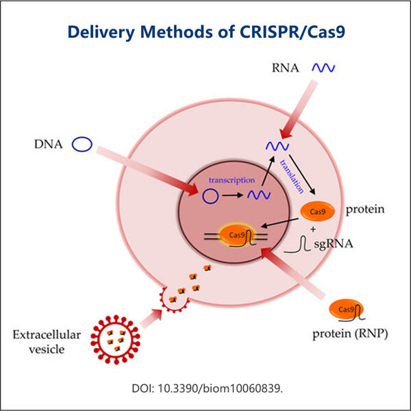 How CRISPRCas9 circRNA is changing the way we understand genetics