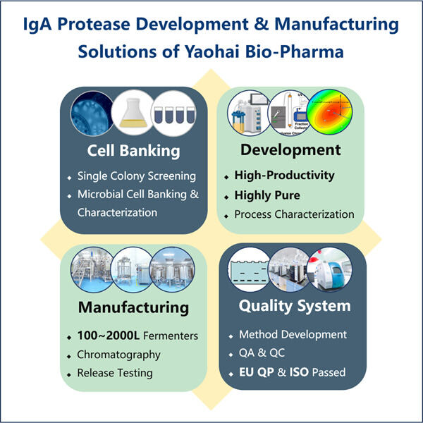 Innovaties in de productie van recombinant IgA1-protease.