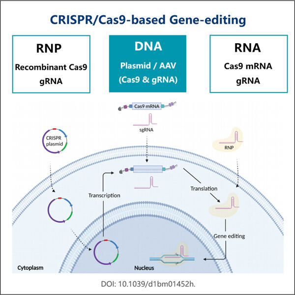 How mRNA Editing Can Correct Genetic Mutations and Treat Diseases