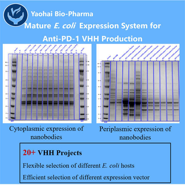 בחינת הפוטנציאל של GMP Anti-PD-1PD-L1 VHH