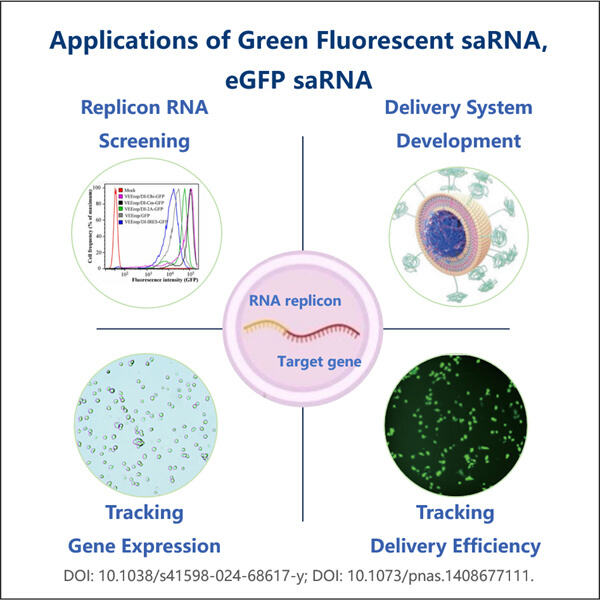 Illuminating the Future of Medical Research with Green Fluorescent saRNA