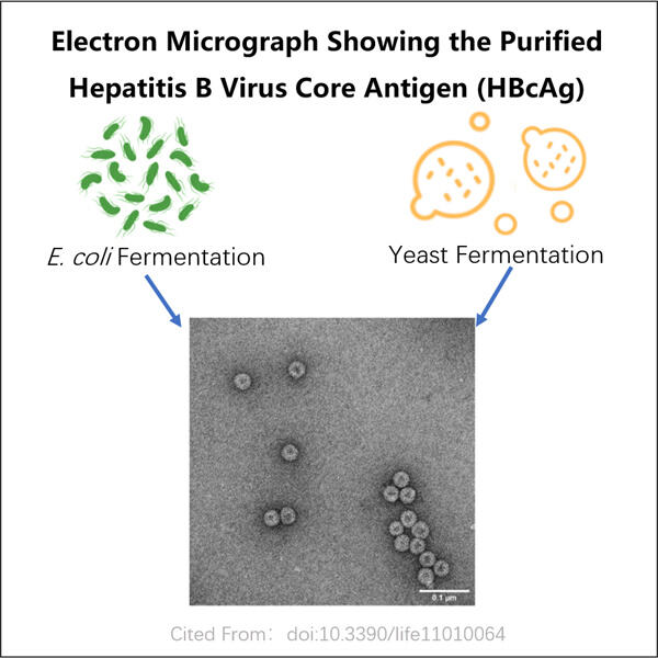 The Promise of Improved HBV Treatment with VLPs