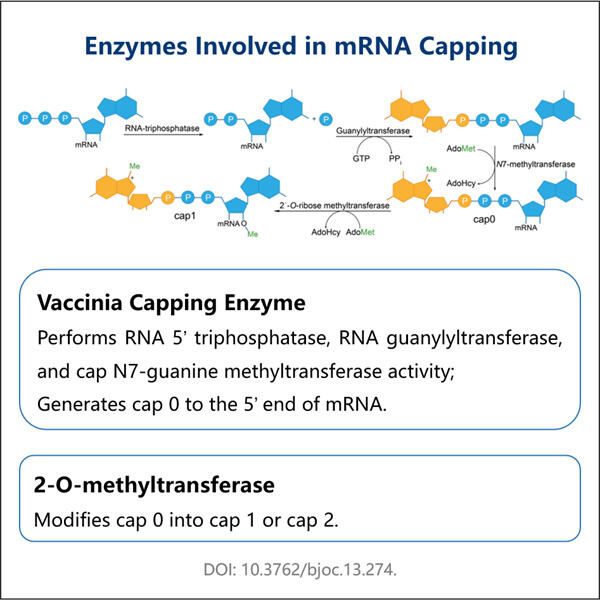 Verbesserung der mRNA-Stabilität mit dem Enzymatic Capping Protocol