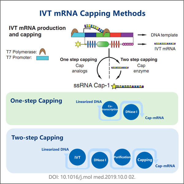 Effizientes mRNA-Capping mit enzymatischer Technologie