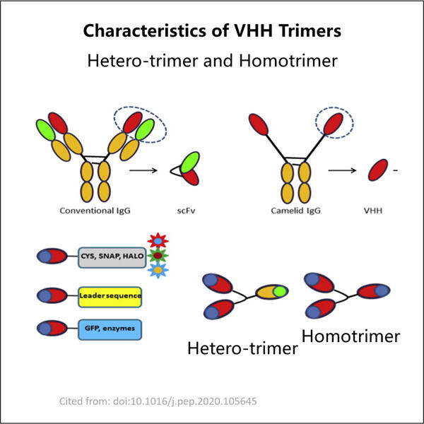 Scaling up VHH Trimer Production for Clinical Applications