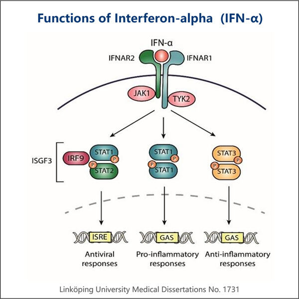 Udvikling af innovative fremstillingsteknikker til IFN-alpha