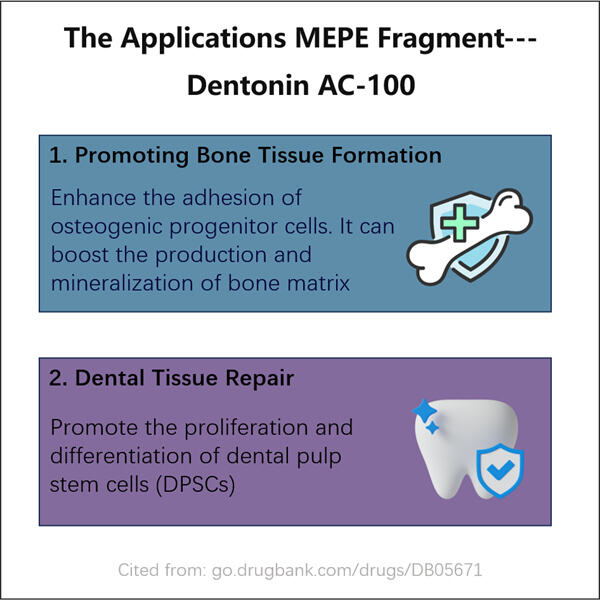 Erschließung neuer Anwendungen durch rekombinante Herstellung von MEPE-Fragmenten