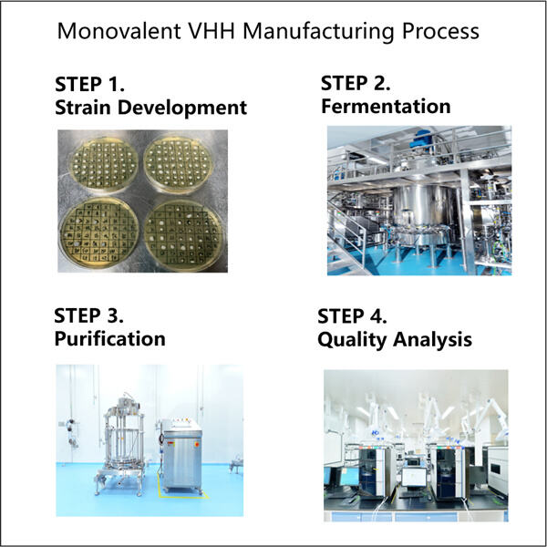 Exploring the Process of Monovalent VHH Manufacturing