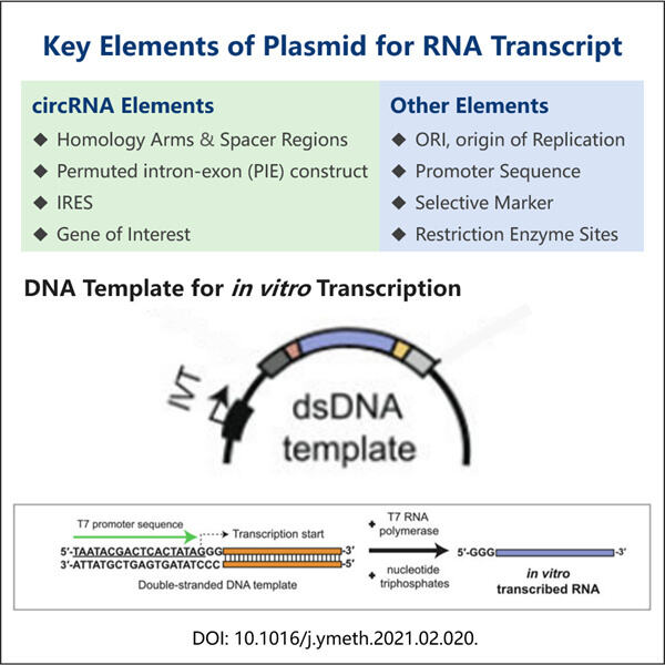 The Importance of circRNA Plasmid Sequence Design in Current Research.