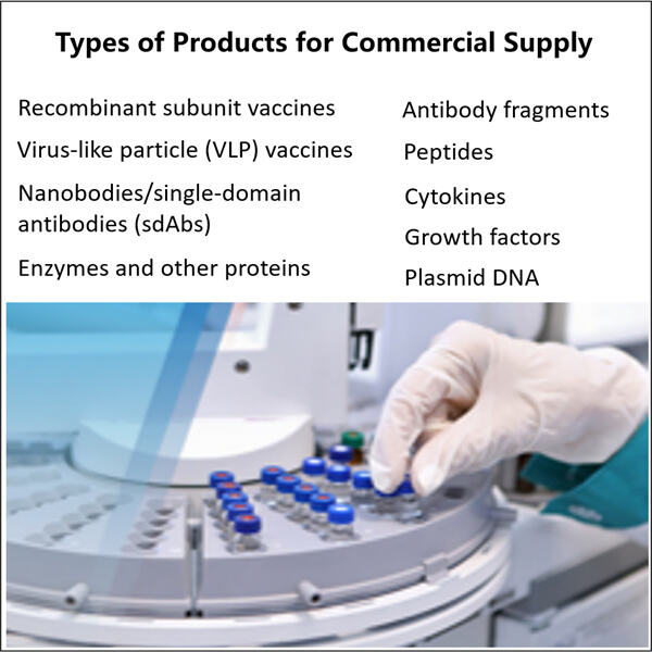 The Benefits and Challenges of Microbial Manufacturing at Scale